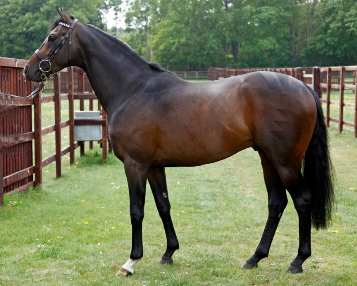 stallion Ashaaq xx (Thoroughbred, 2006, from Anabaa xx)