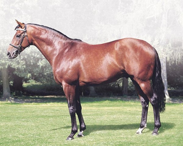 stallion Bahhare xx (Thoroughbred, 1994, from Woodman xx)
