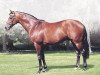 stallion Bahhare xx (Thoroughbred, 1994, from Woodman xx)