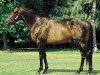 stallion Bahri xx (Thoroughbred, 1992, from Riverman xx)