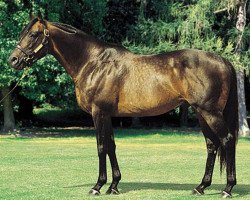 stallion Bahri xx (Thoroughbred, 1992, from Riverman xx)