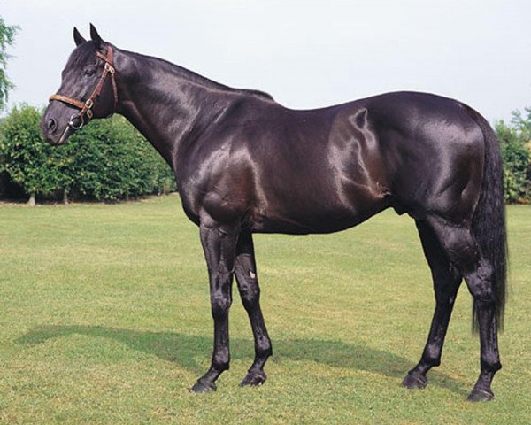 stallion Erhaab xx (Thoroughbred, 1995, from Chief's Crown xx)