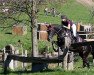 jumper Carinja 28 (German Sport Horse, 2014, from Carlo)