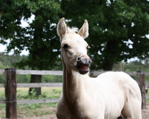 horse Billie Bar Badger (Quarter Horse, 2012, from Gettin Jiggy)