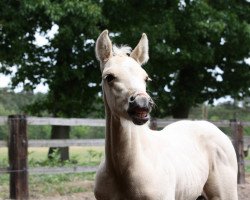 Pferd Billie Bar Badger (Quarter Horse, 2012, von Gettin Jiggy)