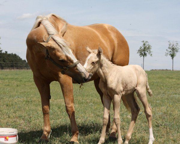 broodmare Mello Yello Lady (Quarter Horse, 2005, from Freckles Top Berry)