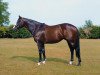 stallion Mujahid xx (Thoroughbred, 1996, from Danzig xx)