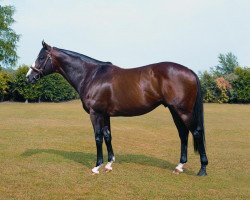 stallion Mujahid xx (Thoroughbred, 1996, from Danzig xx)