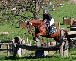 jumper Talbert (Oldenburg, 2013, from Totilas)