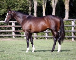 stallion Naaqoos xx (Thoroughbred, 2006, from Oasis Dream xx)