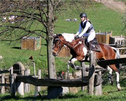 Springpferd Barnagore Buttercup (Irisches Reitpferd, 2015, von Unbekannt IR)