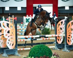 Springpferd Magic vd Watermolen (Schwedisches Warmblut, 2017, von Fibonacci)