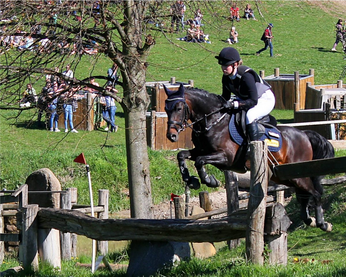 stallion Sm Coco Champ (German Riding Pony, 2017, from FS Coconut Dream)