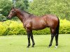 stallion Aqlaam xx (Thoroughbred, 2005, from Oasis Dream xx)