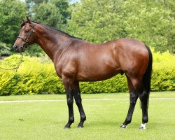 stallion Aqlaam xx (Thoroughbred, 2005, from Oasis Dream xx)