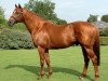 stallion Haafhd xx (Thoroughbred, 2001, from Alhaarth xx)