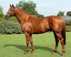 stallion Haafhd xx (Thoroughbred, 2001, from Alhaarth xx)