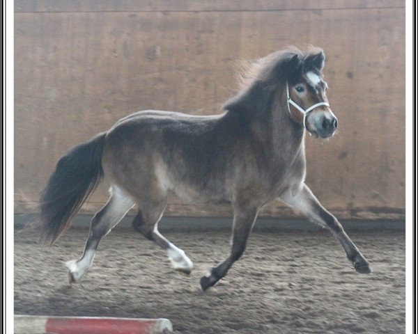 broodmare Pearl vom Zaubergarten (Dt.Part-bred Shetland pony, 2009, from Gerom vom Schwanenschlag)