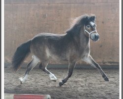 Zuchtstute Pearl vom Zaubergarten (Dt.Part-bred Shetland Pony, 2009, von Gerom vom Schwanenschlag)