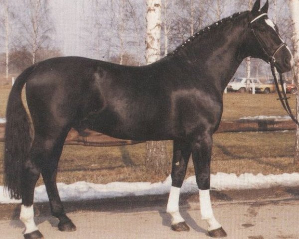 stallion Grando (Oldenburg, 1978, from Grannus)