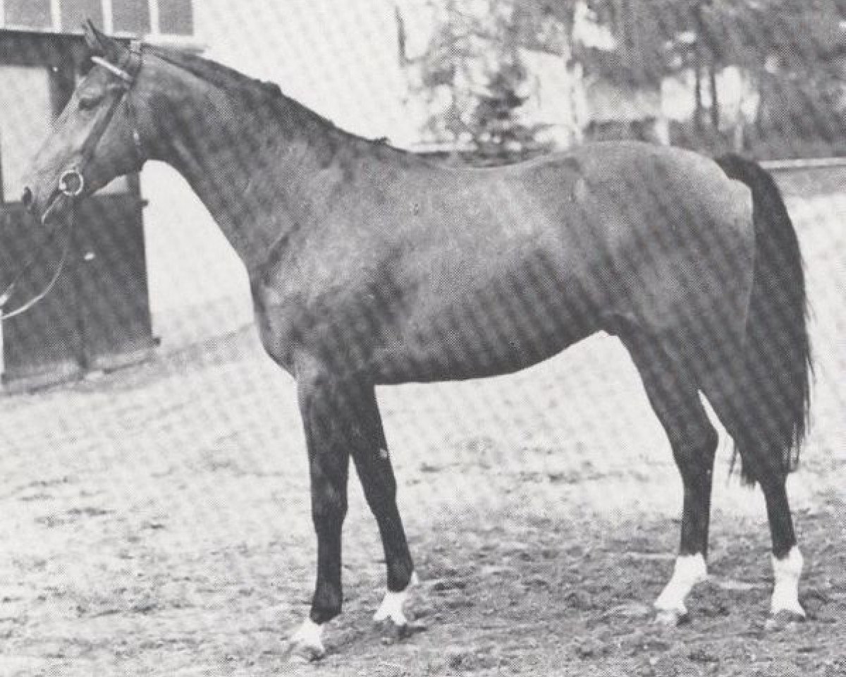 stallion Baccarat (Anglo-Norman, 1974, from Flying Flag xx)