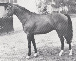 stallion Baccarat (Anglo-Norman, 1974, from Flying Flag xx)