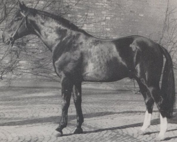 stallion Grünfink (Westphalian, 1956, from Grünspecht)