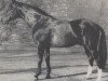 stallion Grünfink (Westphalian, 1956, from Grünspecht)