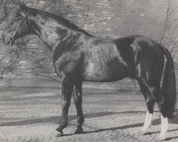 Deckhengst Grünfink (Westfale, 1956, von Grünspecht)