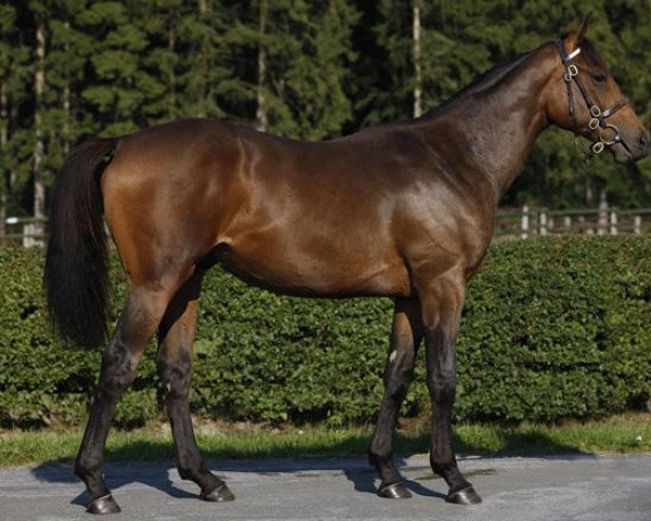 horse Mandayef xx (Thoroughbred, 2010, from Nayef xx)