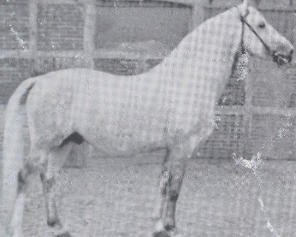 stallion Kalif (Holsteiner, 1946, from Kadi VII ox)