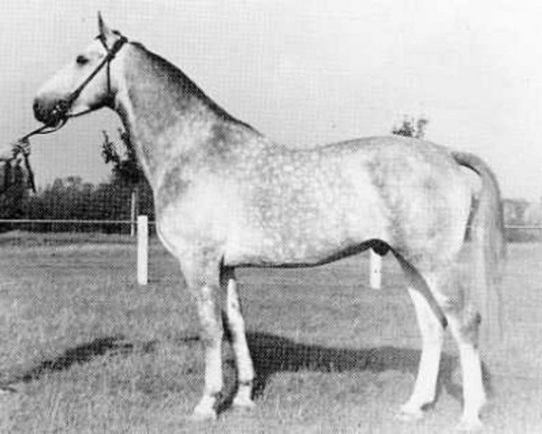 stallion Kadett (Holsteiner, 1951, from Kalif)