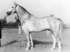 stallion Kadett (Holsteiner, 1951, from Kalif)