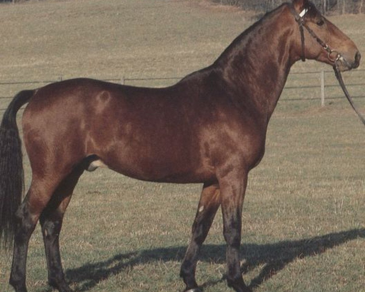stallion Pikeur (Württemberger, 1978, from Pregel)