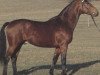 stallion Pikeur (Württemberger, 1978, from Pregel)