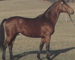 Deckhengst Pikeur (Württemberger, 1978, von Pregel)