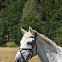 dressage horse Easter Surprice (German Warmblood, 2004, from Unbekannt)