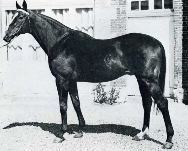 stallion Monceaux xx (Thoroughbred, 1951, from Norsemann xx)