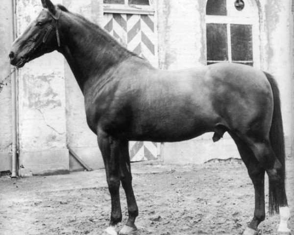 stallion Duc de Normandie (Styx) (Selle Français, 1962, from Monceaux xx)