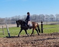 dressage horse Jelly Bean (German Riding Pony, 2019, from Mescal 15)