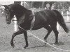 stallion Waldjaeger (Hanoverian, 1972, from Waldfrieden)