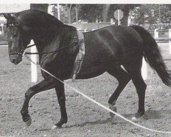 stallion Waldjaeger (Hanoverian, 1972, from Waldfrieden)