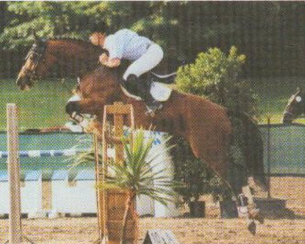 stallion Rolex Ravel (Württemberger, 1994, from Ravallo 115 FIN)