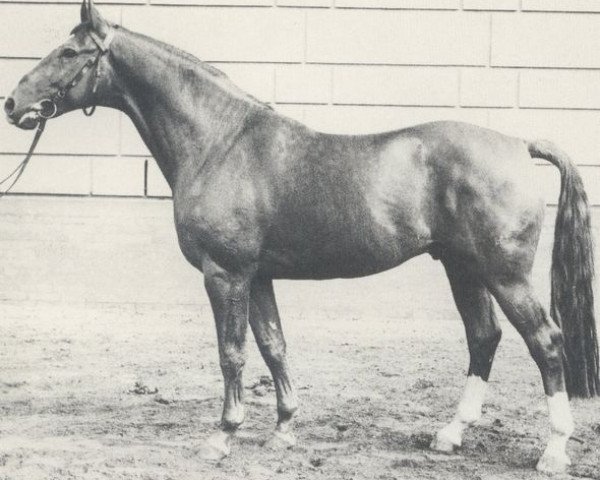 stallion Windsor (Hanoverian, 1969, from Weissgold)