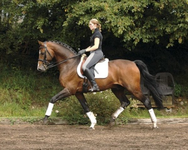 stallion Lou Bega (Holsteiner, 1997, from Levantos I)