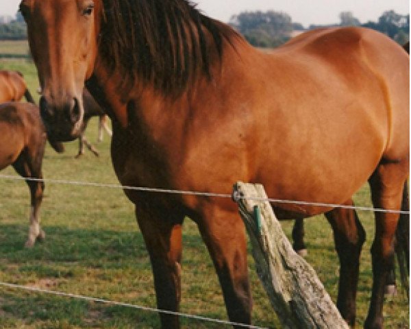 broodmare Zambia (Holsteiner, 1985, from Silvester)