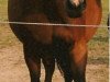 broodmare Fenja II (Holsteiner, 1991, from Lord)