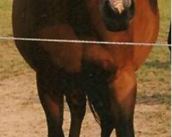 broodmare Fenja II (Holsteiner, 1991, from Lord)