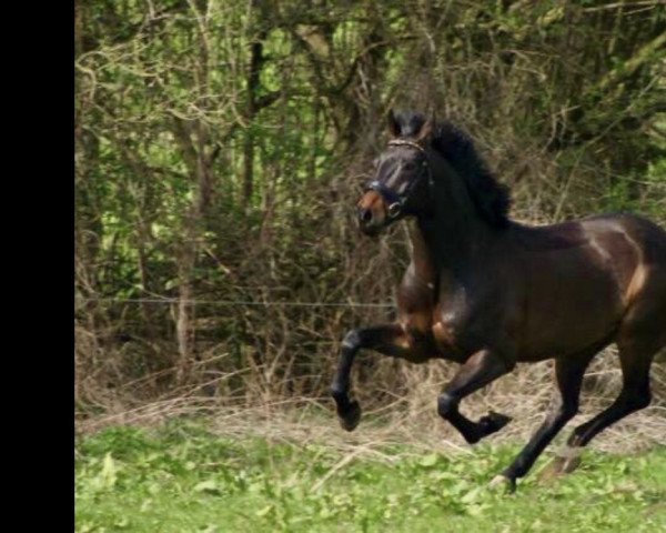 dressage horse Fabregas 9 (Oldenburg, 2010, from Fidertanz)