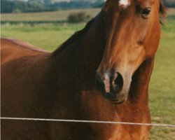 broodmare Alanja (Holsteiner, 1986, from Silvester)